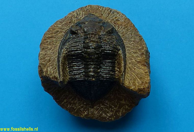 Unidentified Trilobita