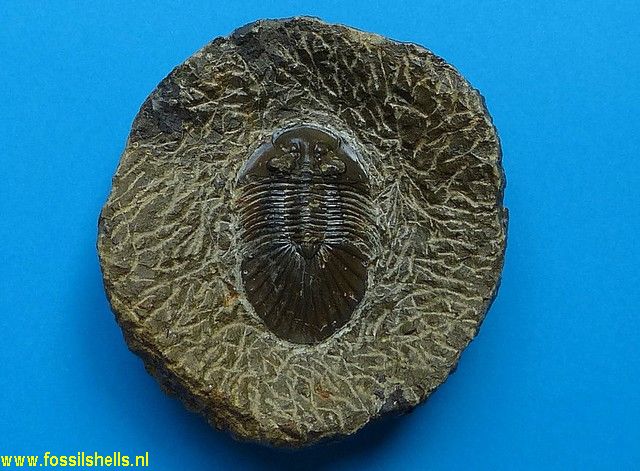 Scabriscutellum species