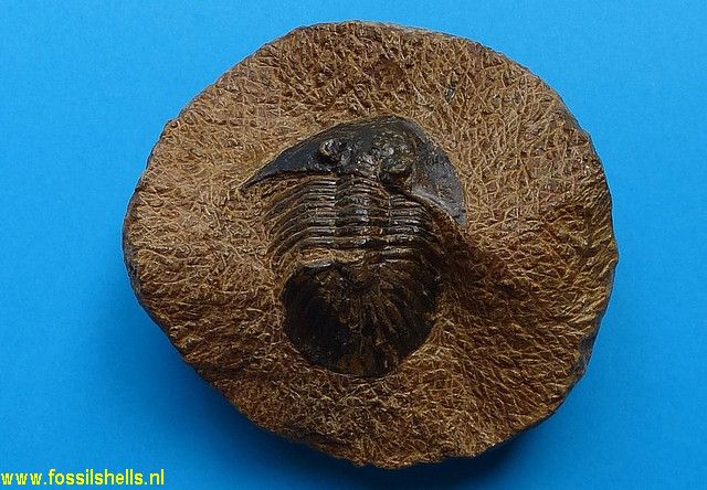 Platyscutellum tafilaltense