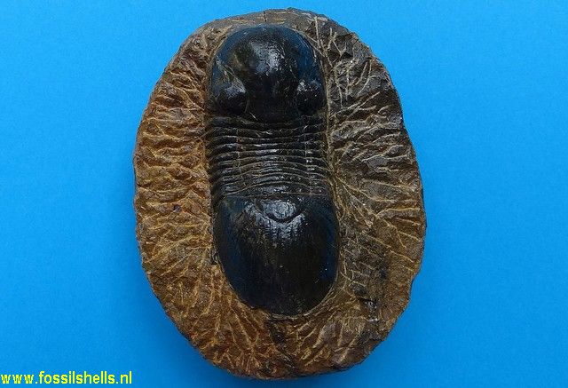 Unidentified Trilobita