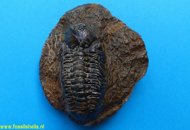 Unidentified Trilobita