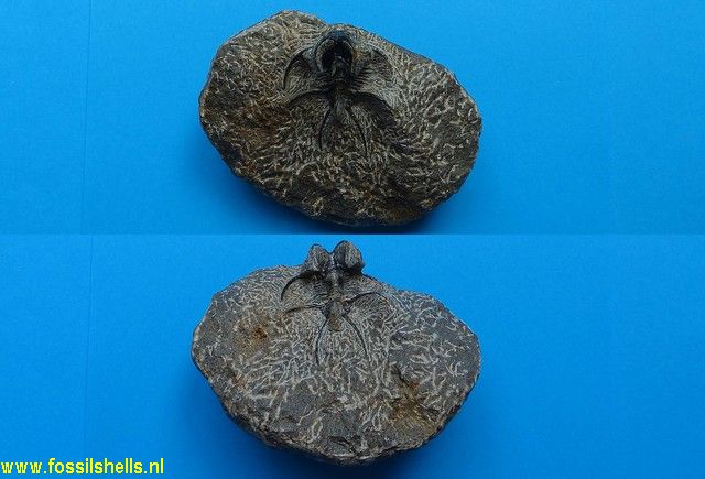 Unidentified Trilobita