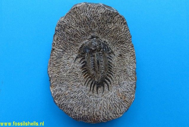 Unidentified Trilobita