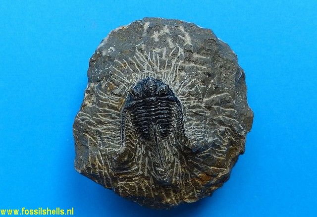 Unidentified Trilobita