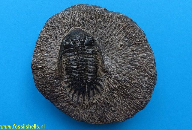 Unidentified Trilobita