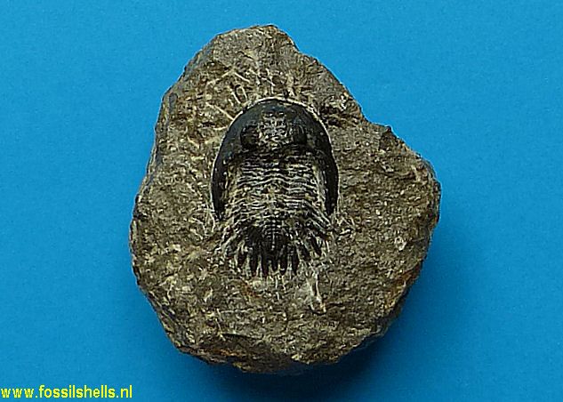 Unidentified Trilobita