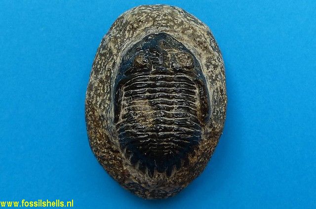 Metacanthina barrandei