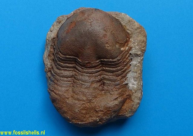 Unidentified Trilobita
