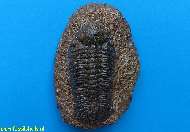Unidentified Trilobita