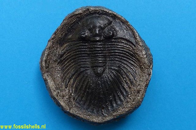 Unidentified Trilobita