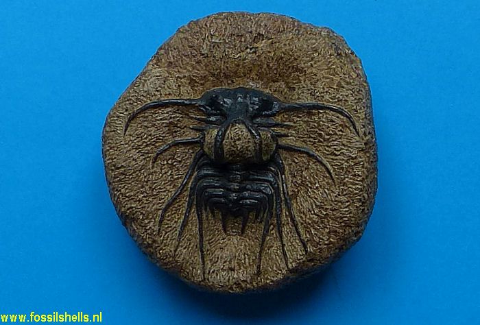 Dicranurus monstrosus