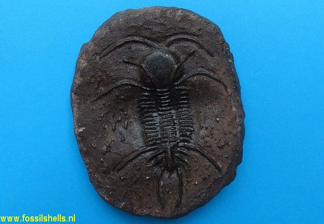 Unidentified Trilobita