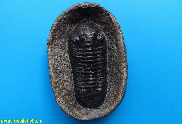 Unidentified Trilobita