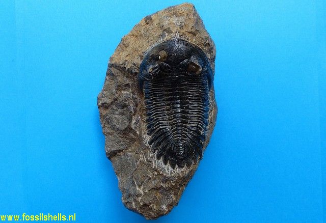 Metacanthina barrandei