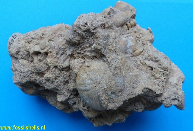 Echinolampas species