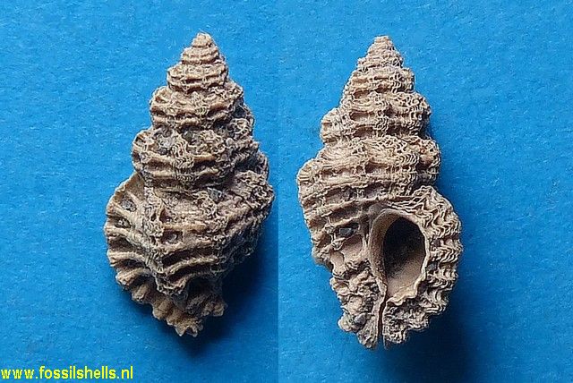 Murex species