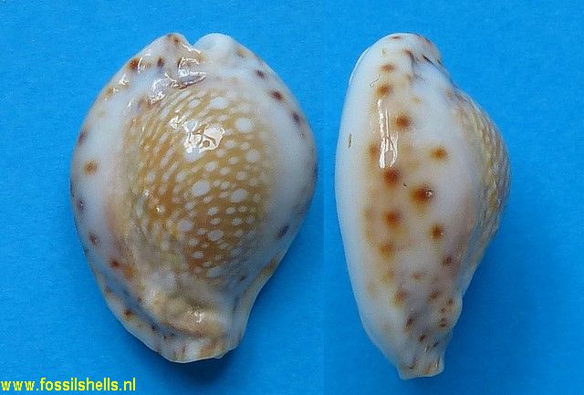 Cypraea cernica