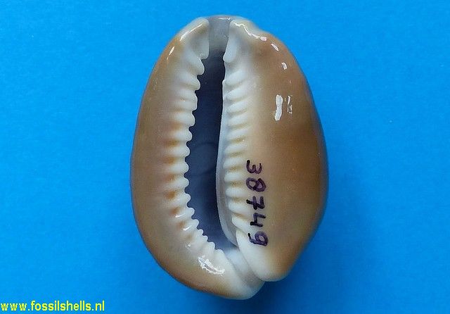 Cypraea caputserpentis
