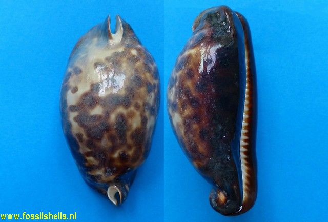 Cypraea friendii friendii