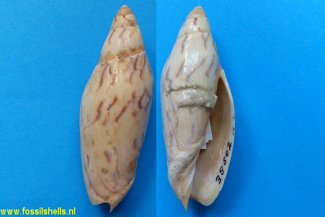 Amoria maculata