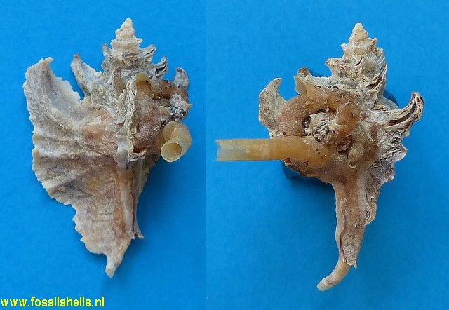 Petaloconchus on Pterynotus akation