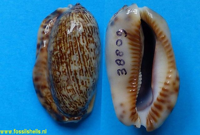 Cypraea arabica