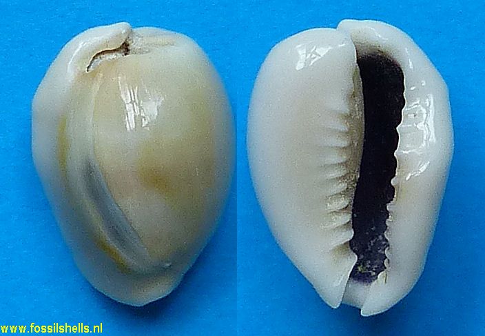 Cypraea annulus