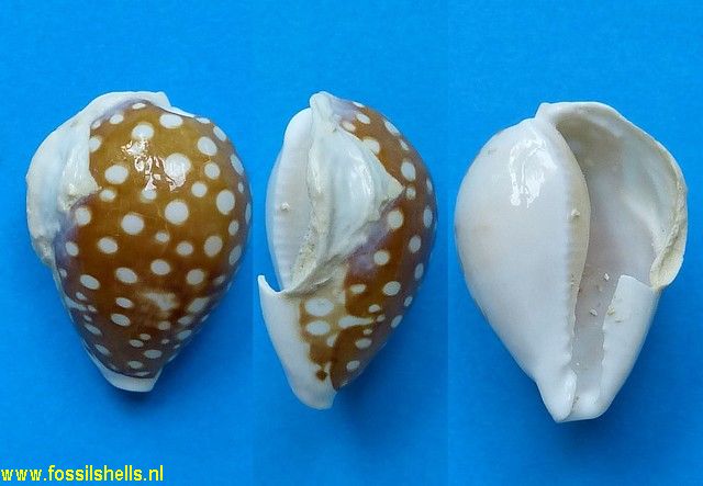 Cypraea cribraria