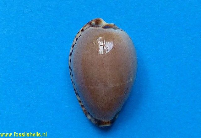 Cypraea angustata