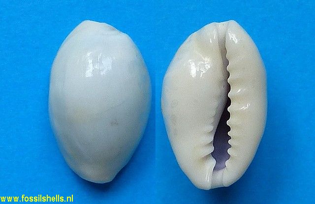Cypraea annulus noumeensis