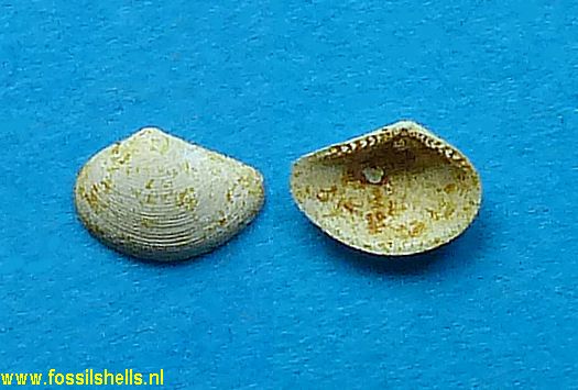Nuculana prisca