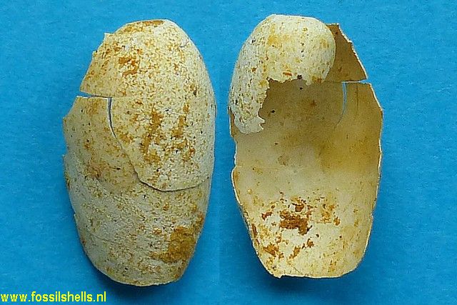 Akera spirata