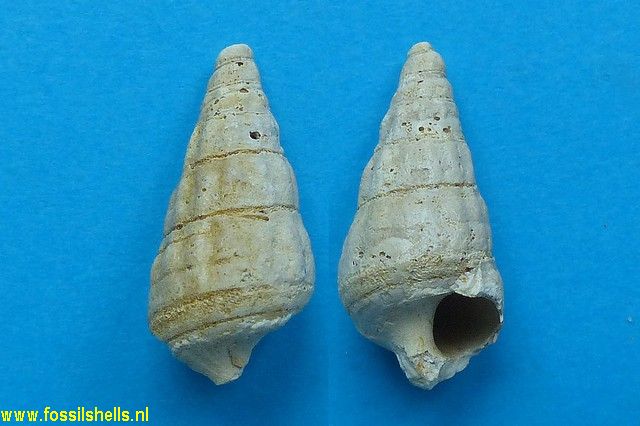 Batillaria nodularis