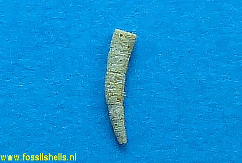 Compressidens infraeocaenicus