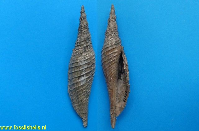 Longiconcha tennesseensis