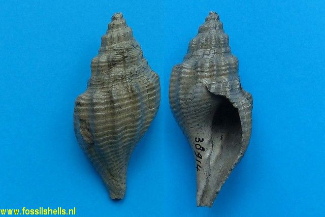 Volutomorpha species