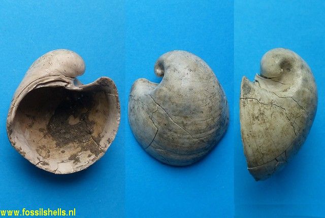 Glossus humanus 