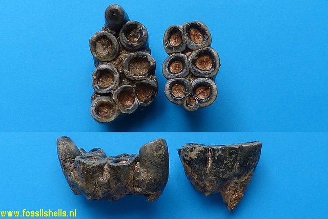 Hippopotamus species