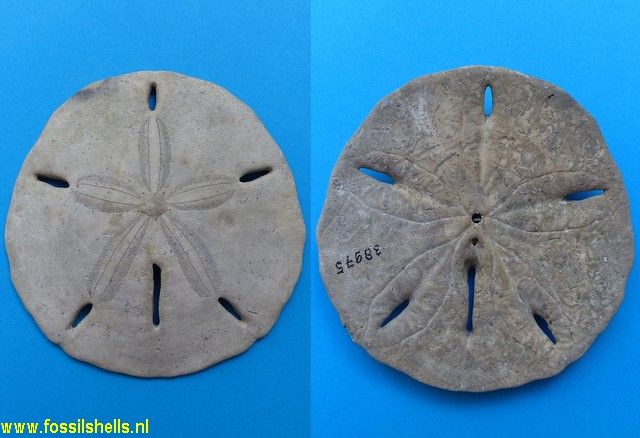 Leodia sexiesperforatus