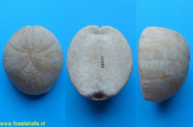 Hemipneustus striatoradiatus