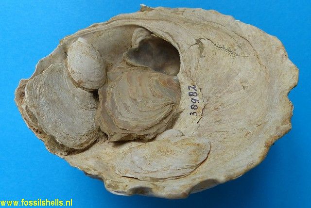 Crepidula infundibulum on Xenophora