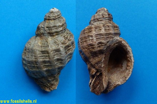 Spinucella tetragona