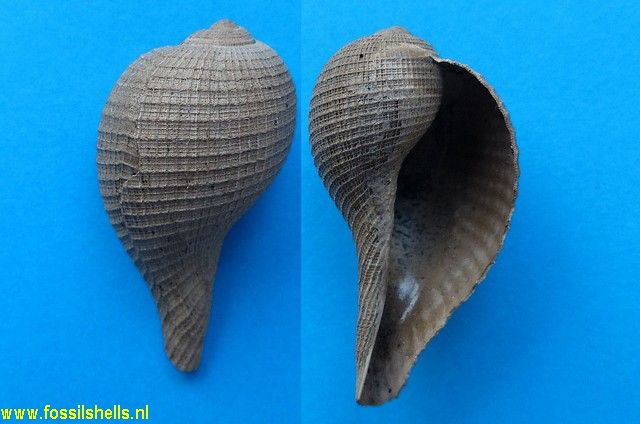 Ficus conditus