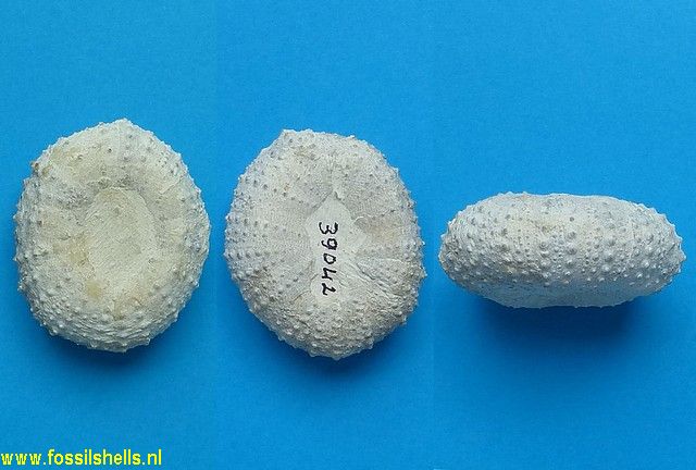 Phymosoma propinquum