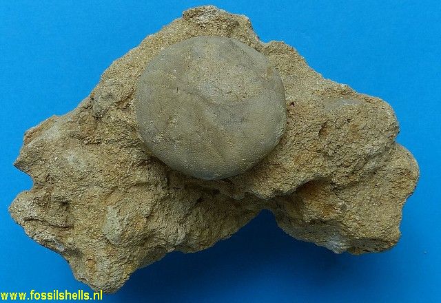 Echinolampas burdigalensis