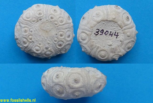 Stereocidaris sceptifera