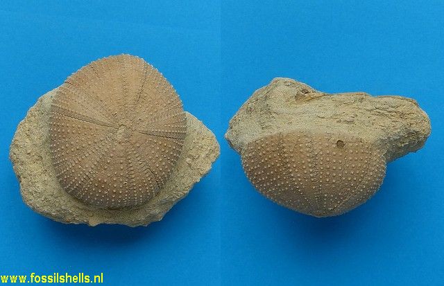 Schizechinus species