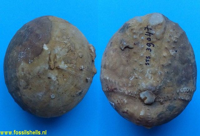 Echinocorys vulgaris