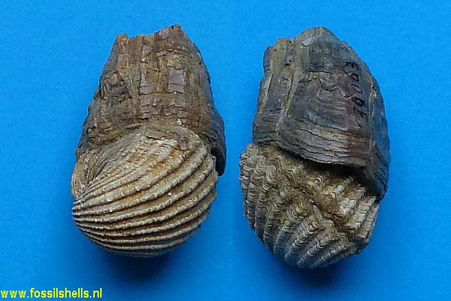 Balanus on Glans rhomboidalis