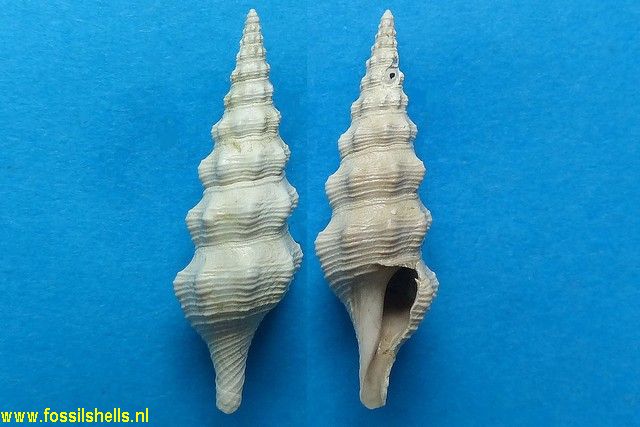 Stenodrillia bellardii